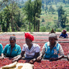 Three women sorting red coffee beans outdoors in Ethiopia, Africa. 