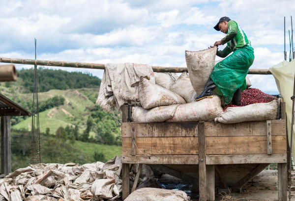 Man in green, emptying sacks of freshly picked coffee cherries into a wooden hopper for further procesing.
