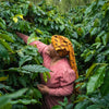 Person in a pink outfit and yellow hat picking coffee beans in a coffee plantation in Sumatra, Indonesia.