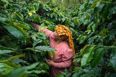 Person in a pink outfit and yellow hat picking coffee beans in a coffee plantation in Sumatra, Indonesia.